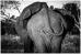 African Elephants - Greeting Cards (Pack of 10)