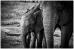 African Elephants - Greeting Cards (Pack of 10)