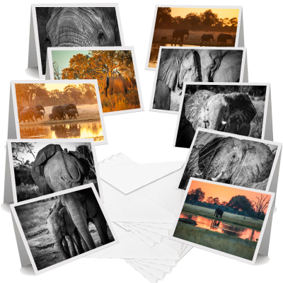 African Elephants - Greeting Cards (Pack of 10)