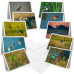 African Birds - Greeting Cards (Pack of 10)