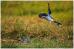 African Birds - Greeting Cards (Pack of 10)