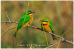 African Birds - Greeting Cards (Pack of 10)