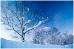 Japanese Winter Trees - Greeting Cards (Pack of 10)