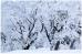 Japanese Winter Trees - Greeting Cards (Pack of 10)
