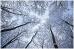 Japanese Winter Trees - Greeting Cards (Pack of 10)