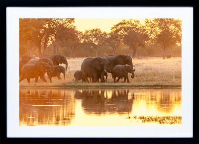 Framed Print - Elephant Reflections