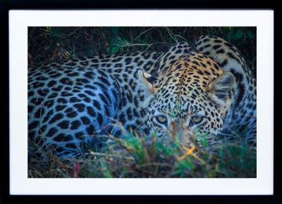 Framed Print - Leopard