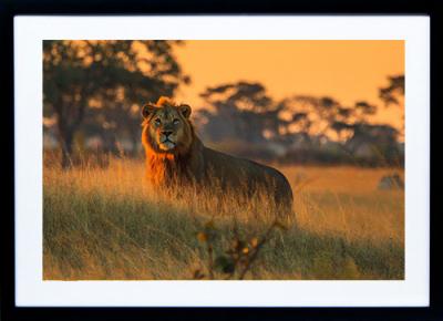 Framed Print - Majestic Lion