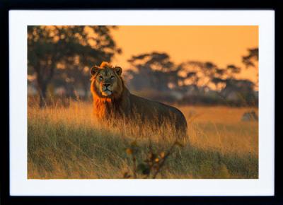 Framed Print - Majestic Lion