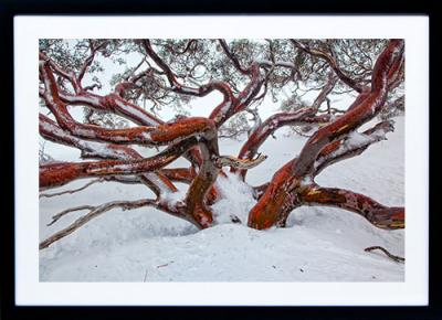 Framed Print - Red Snowgum